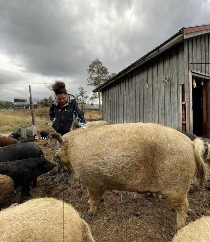 Блогерша из Норвегии чуть не погибла, решив сделать селфи в загоне со свиньями