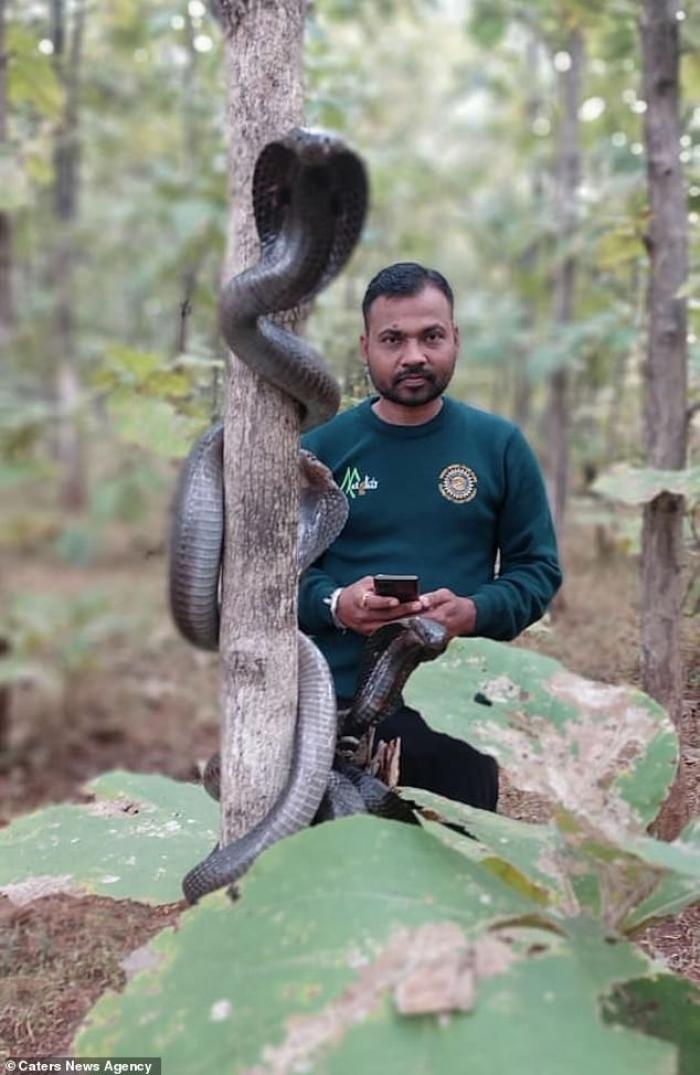 Необыкновенное зрелище: в Индии сразу три королевские кобры обвились вокруг дерева