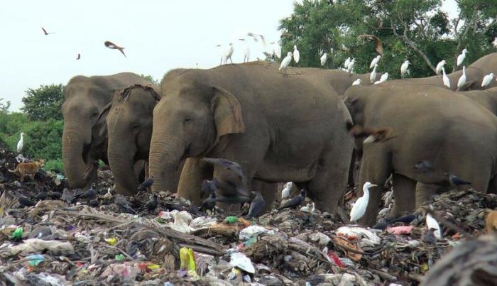 На Шри-Ланке слоны роются на помойках в поисках еды