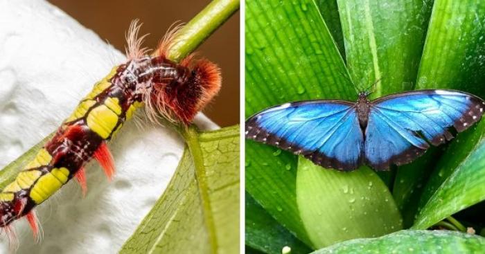 Бабочки, которые удивляют своей красотой даже в образе гусеницы