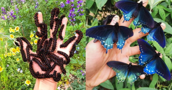 Бабочки, которые удивляют своей красотой даже в образе гусеницы