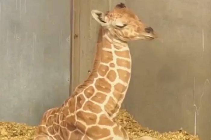 Маленький жираф, который еще не научился спать со своей шеей