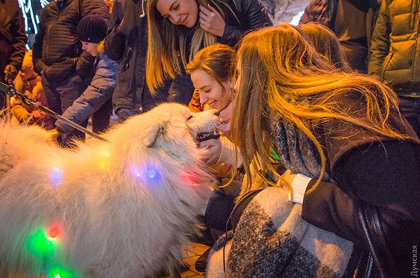 В Одессе состоялся парад собак породы самоед