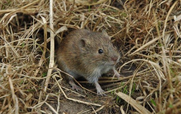 Мыши-полевки способны проявлять сострадание – ученые