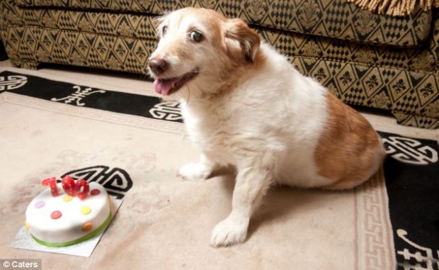 Британский пёс-рекордсмен отметил 100-летний юбилей
