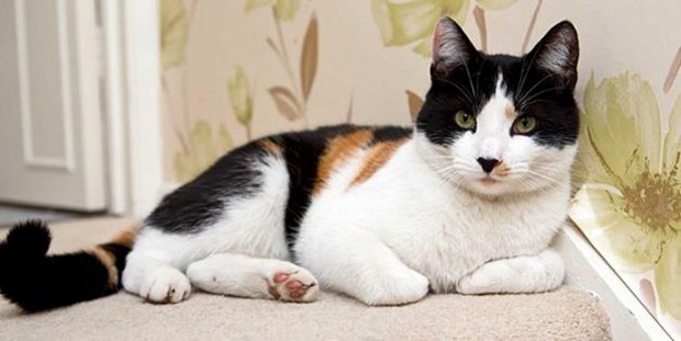 В Великобритании нашли чрезвычайно редкого кота