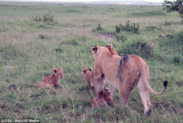 В Кении спасли львицу, пострадавшую от рогов буйвола.(впечатлительным не смотреть!)