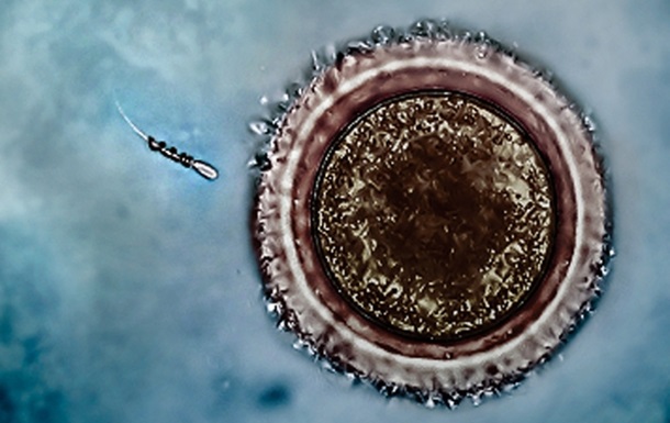 Созданы "спермаботы" для борьбы с мужским бесплодием