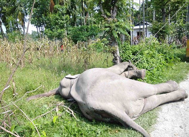 Как индийцы автокраном таскали дохлого слона по деревне