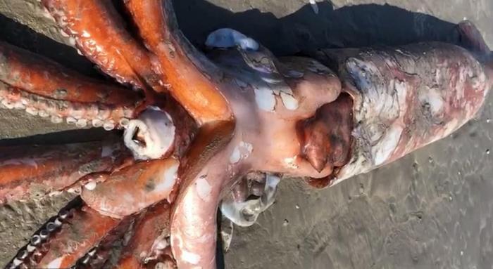 Монстр из глубин: 4-метрового глубоководного гигантского кальмара выбросило на берег в Южной Африке