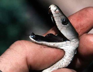 Топ 10 Самые ядовитые змеи планеты