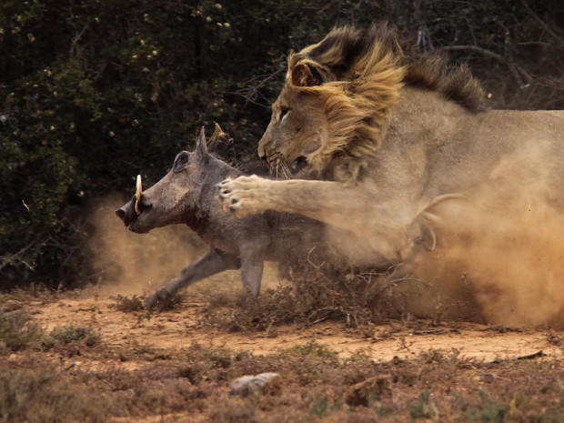 Битва между бородавочником и львом