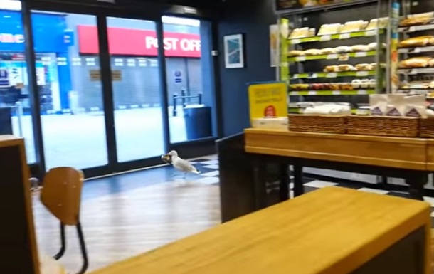 Обворовавшую магазин чайку сняли на видео