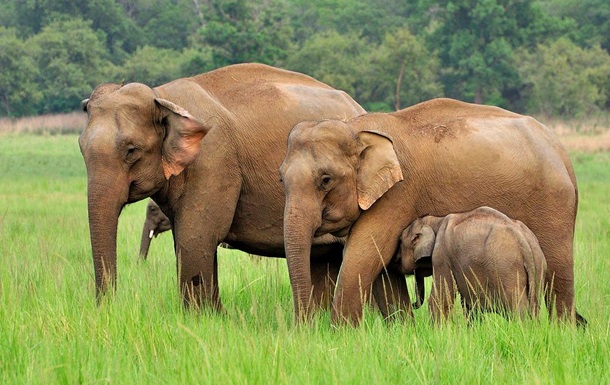В Камбодже сняли группу редчайших слонов