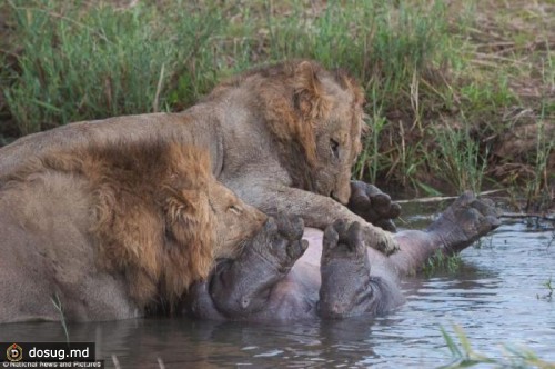 Неравный бой бегемота и львов
