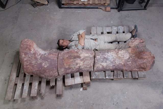 Самый большой в мире динозавр был обнаружен в Аргентине