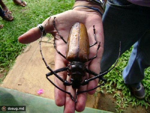 Самый большой жук в мире