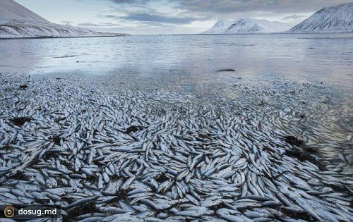 Тысячи тонн мертвой сельди на берегах Исландии