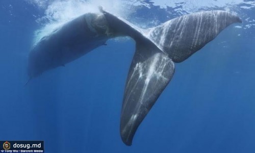 Огромный мертвый кит