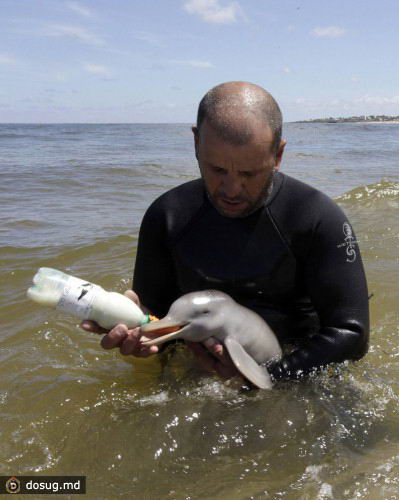 Спасение дельфина - сироты