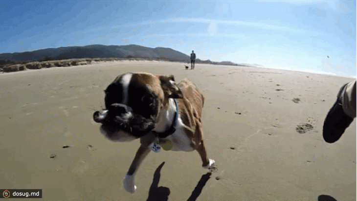 Двухлапый пес впервые на пляже