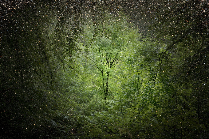 Таинственный лес в фотографиях Ellie Davies