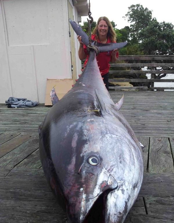 Гигантский тунец весом 411,6 кг