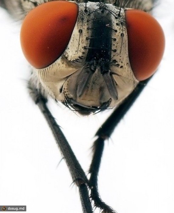 Удивительные макрофотографии насекомых