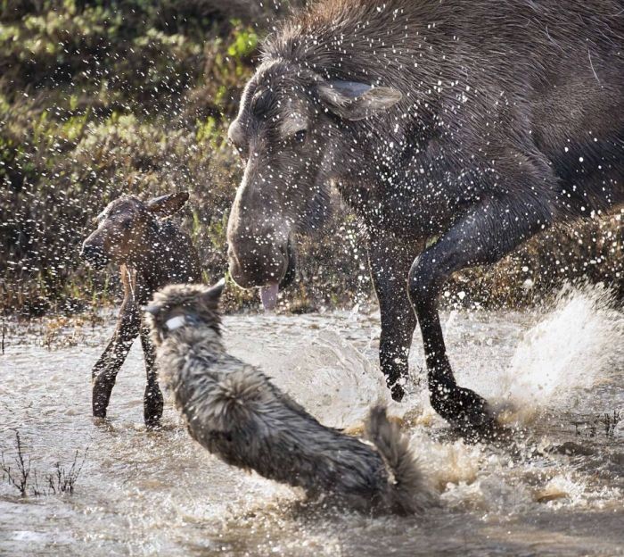 Волки напали на лосей