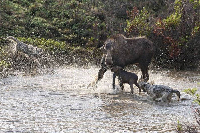 Волки напали на лосей