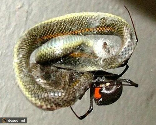 В Южной Африке паук поймал и съел змею