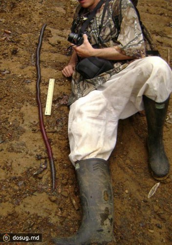 Гигантский дождевой червь из Австралийский