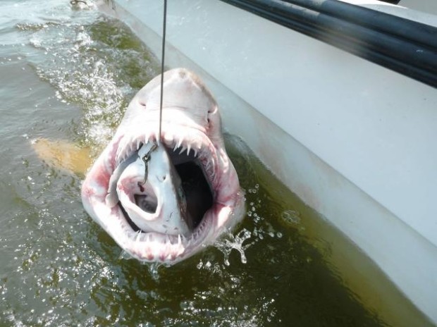 Морским исследователям удалось поймать «акулу в акуле»