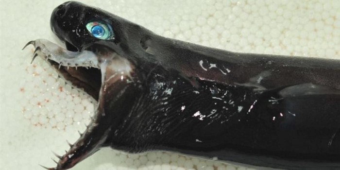 В Тихом океане поймали акулу-Чужого с выдвижными челюстями