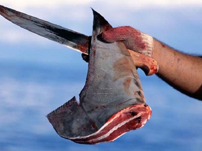 Акулы оказались на грани вымирания из-за любителей деликатесов из плавников