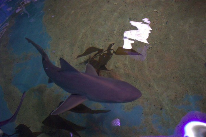 В подвале дома обнаружили бассейн с 10 акулами