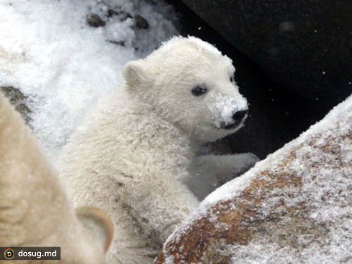 Белый медвежонок в датском зоопарке