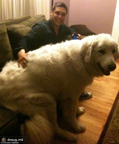 Большие собаки или маленькие люди :)