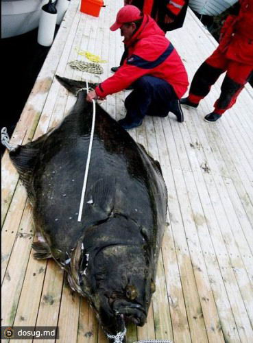 В Норвегии поймали самого большого Атлантического палтуса в мире