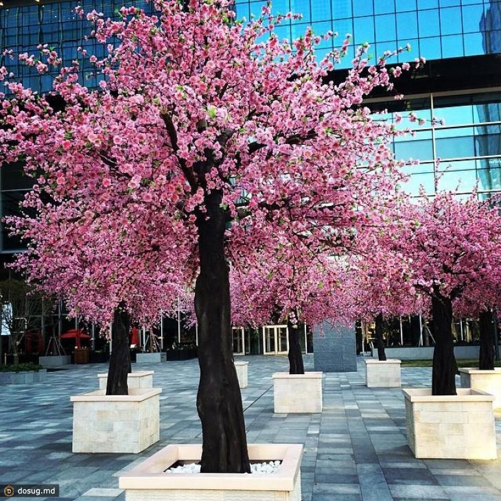 Розовые деревья в краснодаре. Ясукуни Сакура. Двухсотлетняя Сакура. Сакура Южно-Сахалинск. Японская Сапура дерево.