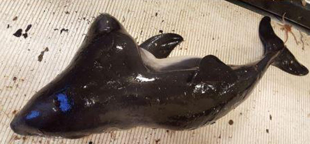 В Нидерландах рыбаки поймали дельфина с редкой мутацией: две головы и одно тело