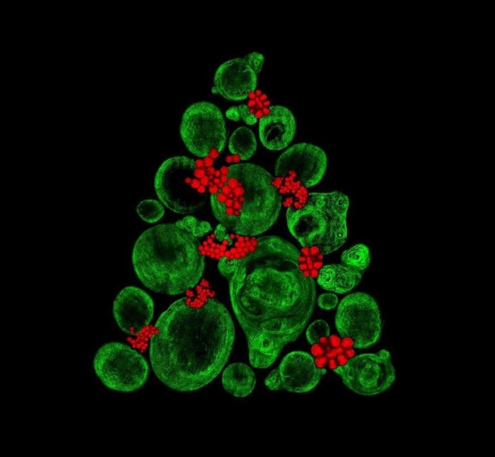 Аспирантка университета нарядила праздничную елку из стволовых клеток
