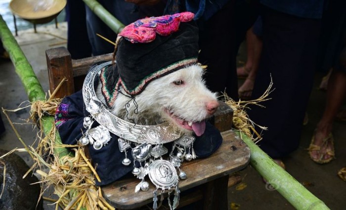 В Китае там, где не едят собак, их носят на руках