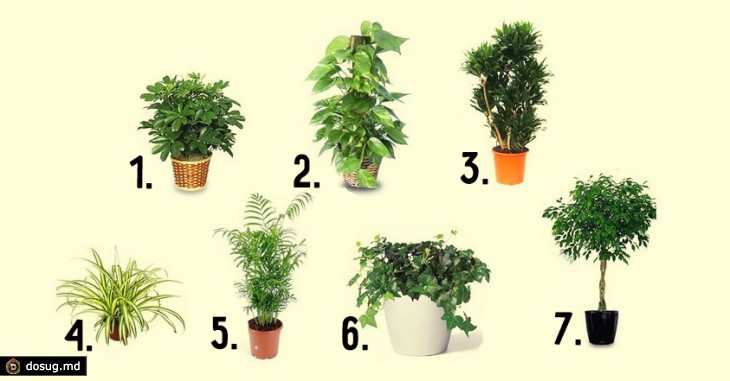 7 лучших комнатных растений для очистки воздуха в помещении
