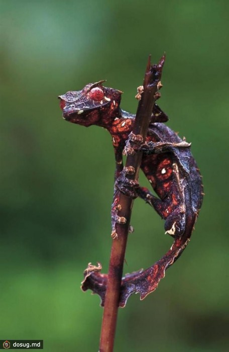 Листохвостый мадагаскарский геккон