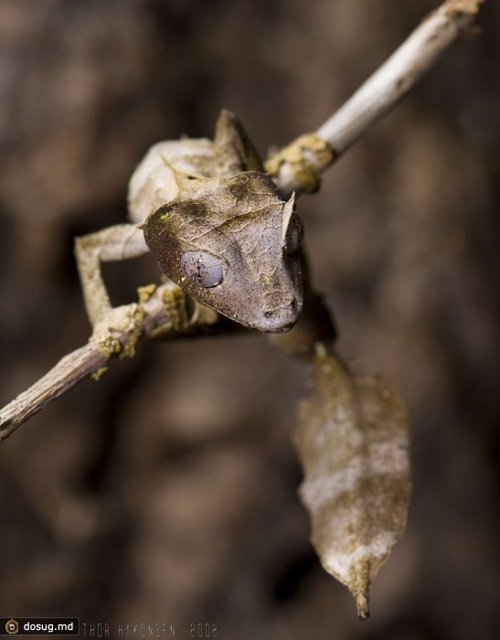 Листохвостый мадагаскарский геккон