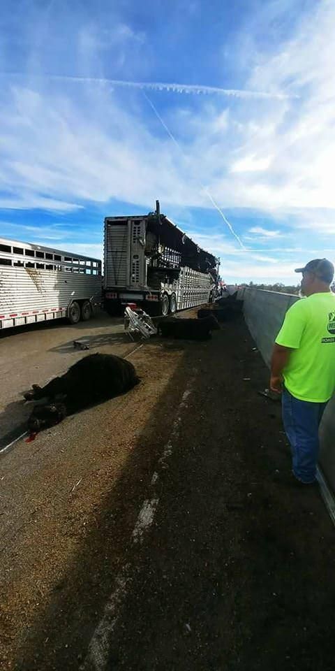 Водитель грузовика угробил дюжину коров, угодив в аварию