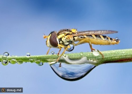 Макрофотографии насекомых в росе