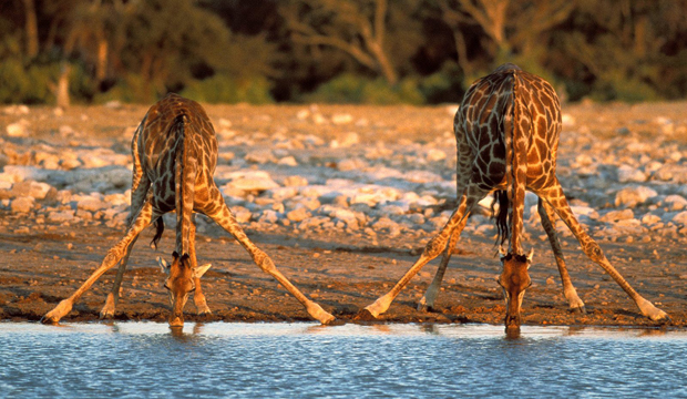 15 малоизвестных фактов о жирафах