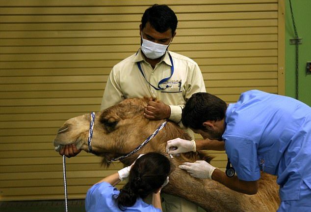 В Дубае открылась престижная клиника для верблюдов